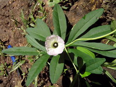 Ipomoea heterodoxa