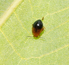 Nisotra bicolorata