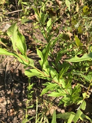 Solidago buckleyi