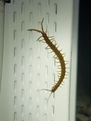 Scolopendra alternans