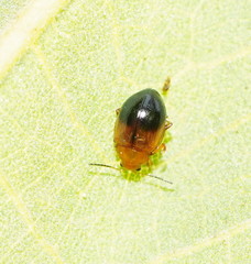 Nisotra bicolorata