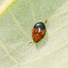 Nisotra bicolorata