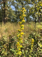 Solidago buckleyi