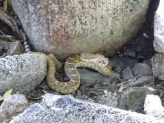 Crotalus ruber lucasensis