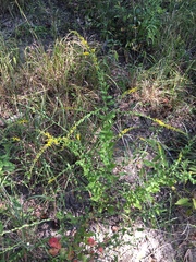 Solidago ulmifolia palmeri