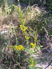 Solidago ulmifolia palmeri