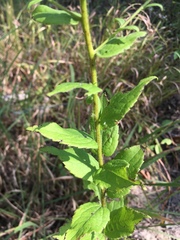 Solidago ulmifolia palmeri