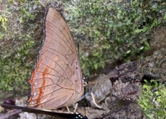 Charaxes