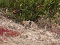 Eremophila alpestris peregrina