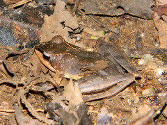 Gephyromantis plicifer
