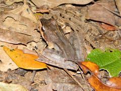 Gephyromantis plicifer