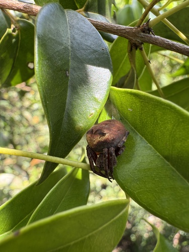 Ocrepeira serrallesi
