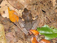 Gephyromantis plicifer