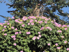Ipomoea setosa sepacuitensis