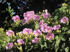Ipomoea setosa sepacuitensis
