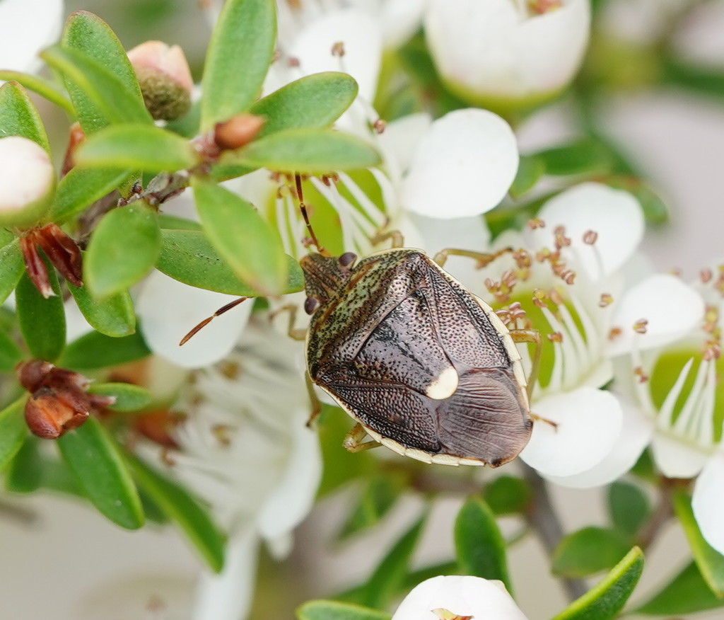 Ocirrhoe australis