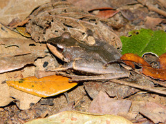 Gephyromantis plicifer