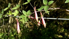 Tropaeolum pentaphyllum