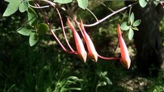 Tropaeolum pentaphyllum