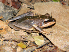 Gephyromantis plicifer