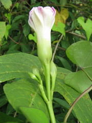 Ipomoea setosa sepacuitensis