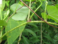 Ipomoea setosa sepacuitensis