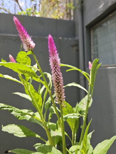 Lagrezia spicata (Celosia spicata)