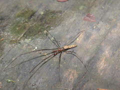 Tetragnatha nitens
