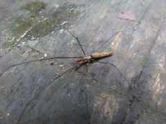 Tetragnatha nitens
