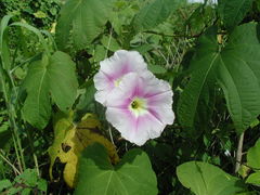 Ipomoea setosa sepacuitensis