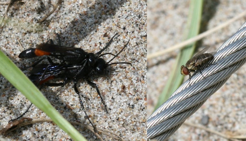 Podalonia violaceipennis