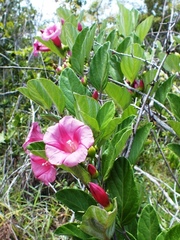 Ipomoea steerei