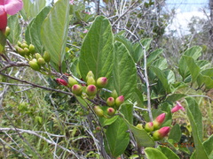 Ipomoea steerei