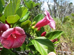Ipomoea steerei