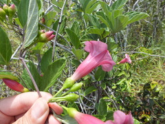 Ipomoea steerei