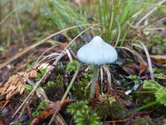 Entoloma canoconicum