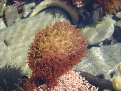 Lomentaria caespitosa