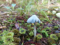 Entoloma canoconicum
