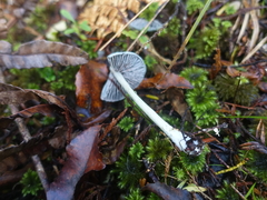 Entoloma canoconicum