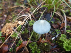 Entoloma canoconicum