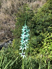 Ixia viridiflora