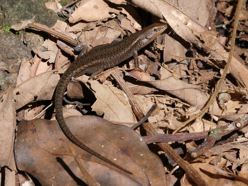 Red-throated Rainbow-skink, Carlia rubrigularis