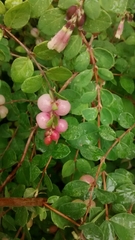 Symphoricarpos microphyllus