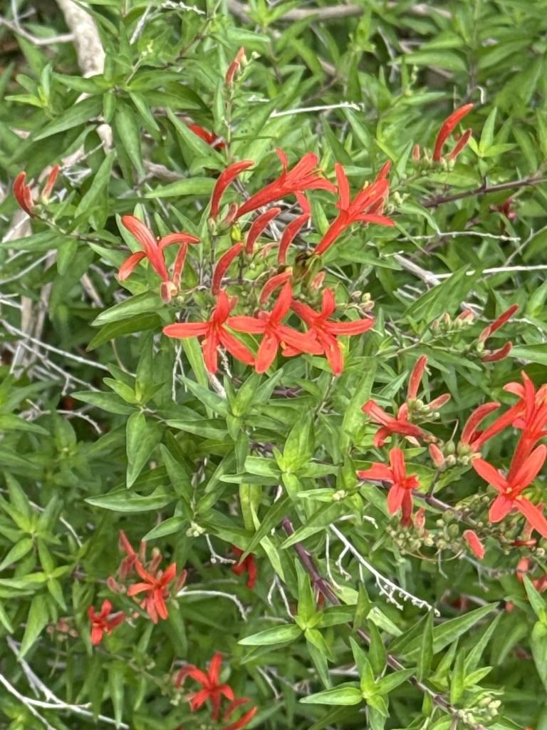 Anisacanthus quadrifidus, Tall Oak Dr, Hollywood Park, TX, US