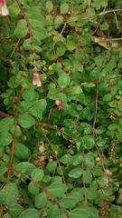 Symphoricarpos microphyllus