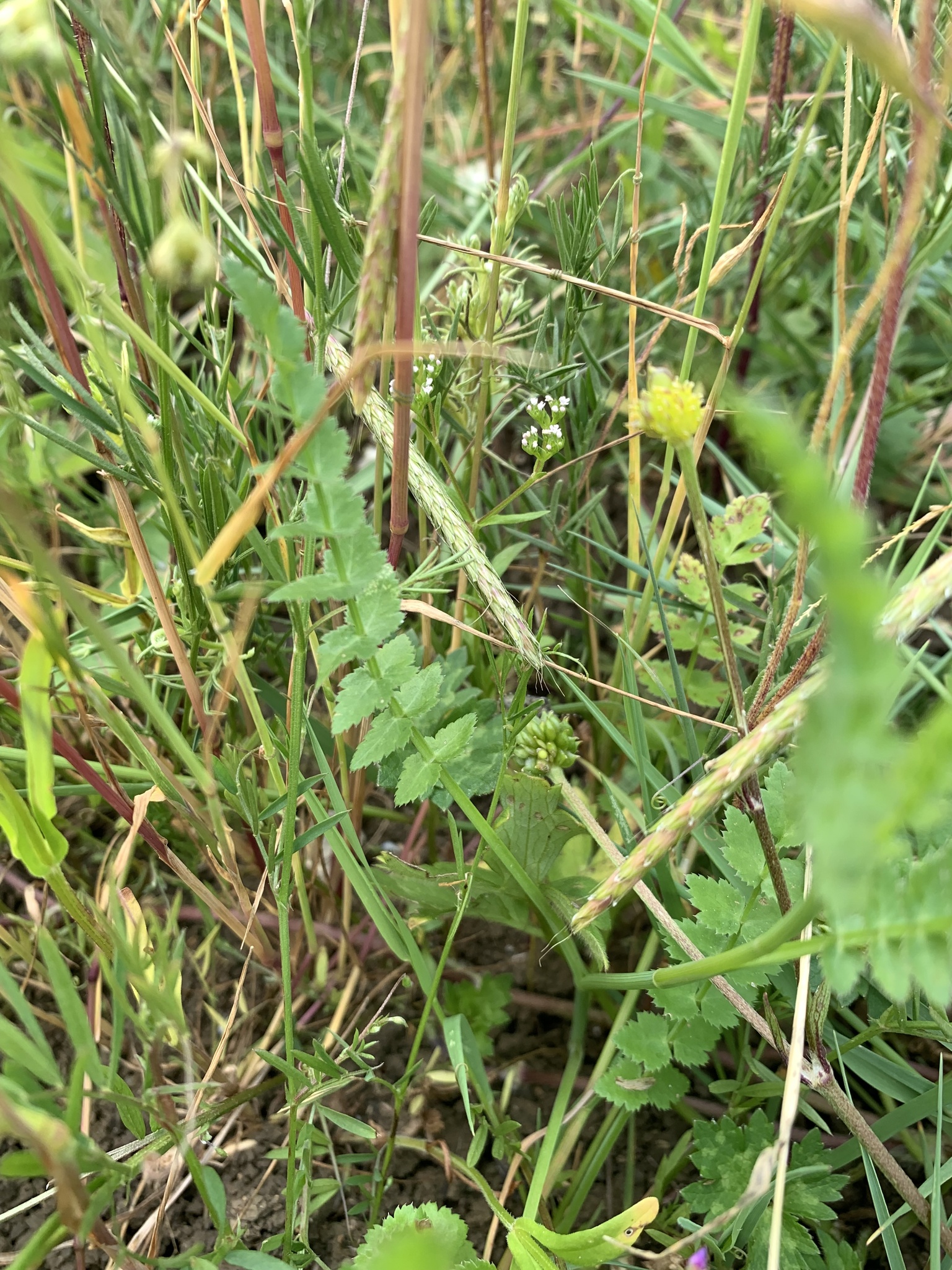 Corn Parsley (Sison segetum)
