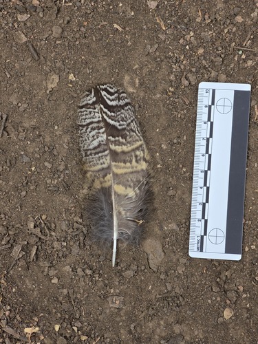 View observation of {o.common_name} on iNaturalist