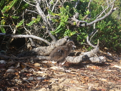Gallirallus australis scotti