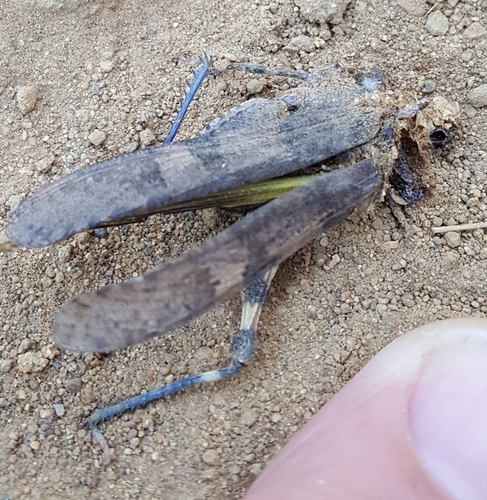 Fontana Grasshopper