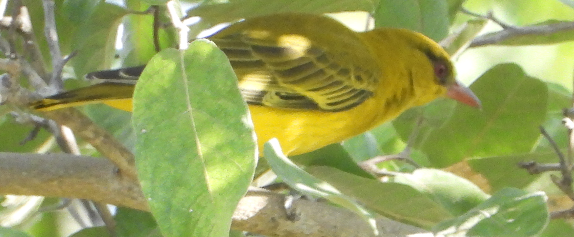 African Golden Oriole (Oriolus auratus), photo 4